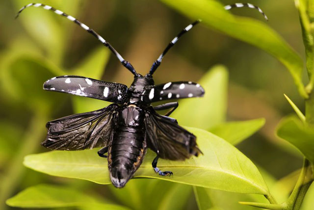 Asian beetle habitat longhorned