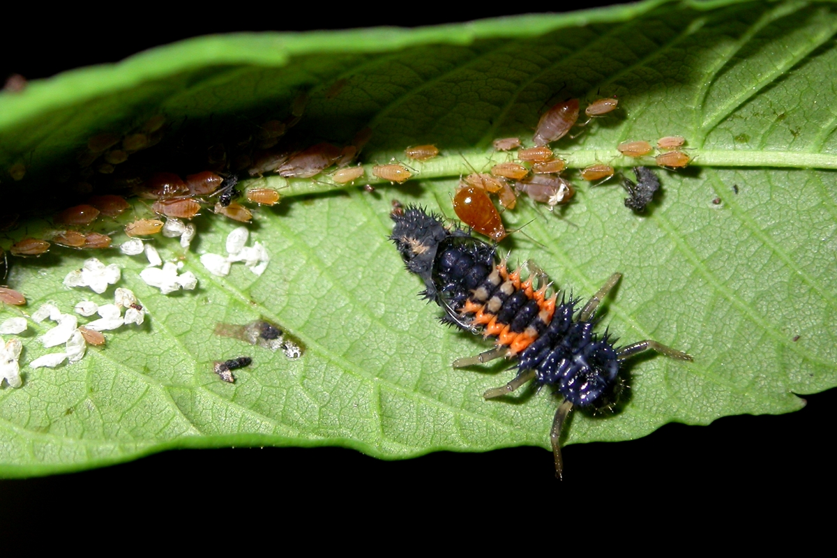 predators asian Natural beetles of