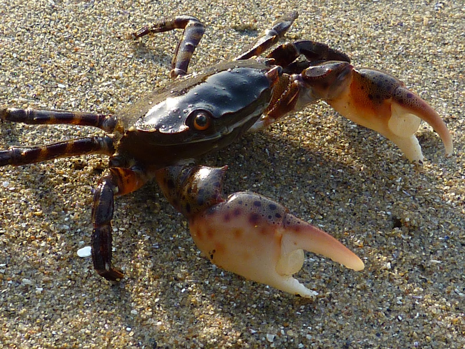 crabs Invasive asian shore