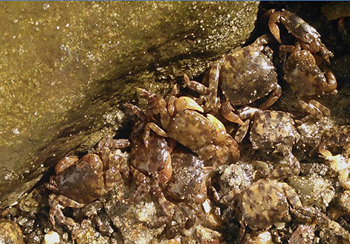crabs Invasive asian shore