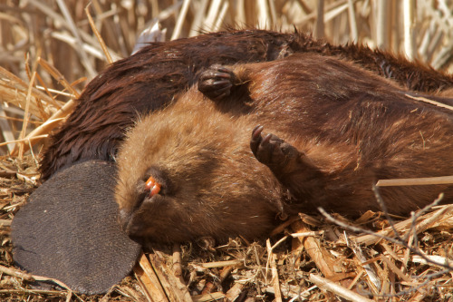 pic Shaved beaver
