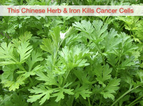 herbs chinese Breast cancer