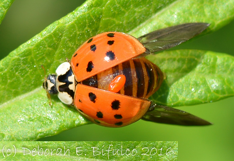 beetle lady What asian eat do