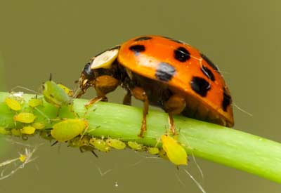 beetle lady What asian eat do