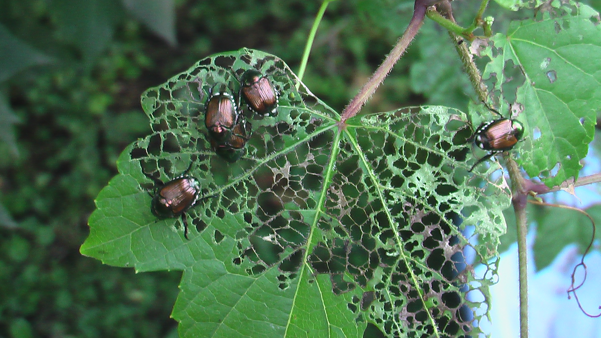 beetle lady What asian eat do